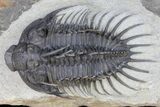 Spiny Comura Trilobite - Oufaten, Morocco #160895-2